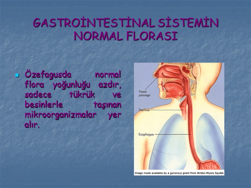GASTROİNTESTİNAL SİSTEMİN NORMAL FLORASI  Özefagusda normal flora yoğunluğu azdır, sadece tükrük ve besinlerle